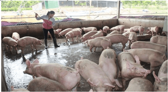 công nghệ xử lý nước thải trong chăn nuôi heo