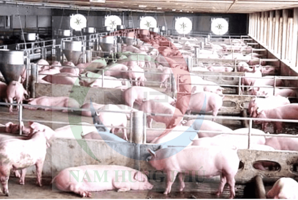 chế phẩm khử mùi hôi chuồng trại tốt nhất hiện nay?