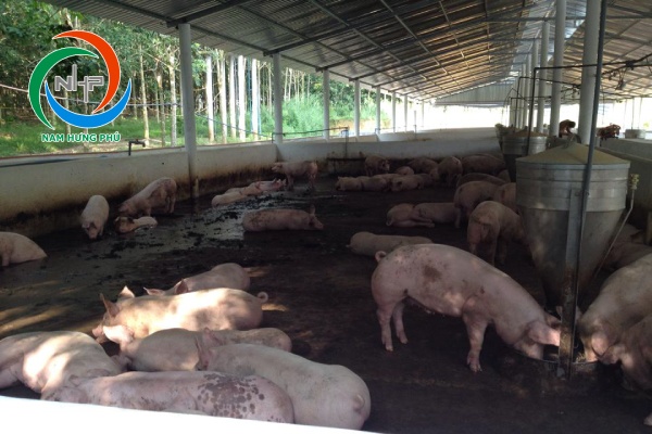 Các loại chế phẩm khử mùi hôi chuồng trại?