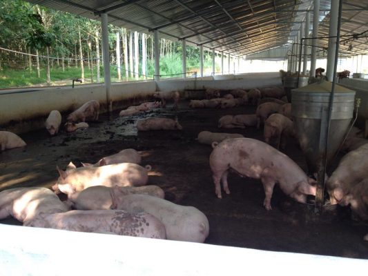 Khử mùi tại khu vực chứa phân động vật