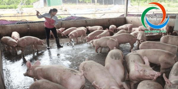 Khử mùi tại khu vực chứa phân động vật