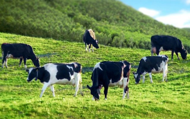 Xử lý nước thải tại trang trại bò sữa