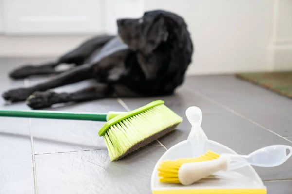 Khử khuẩn, khử mùi hôi chó mèo loại nào hiệu quả